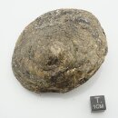 Biotit-Linse aus Portugal ca. 7,5 bis 8cm