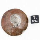 Ammoniten aus Marokko VE10St.